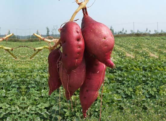 糧油類(lèi)配送：番薯/紅薯 現(xiàn)挖