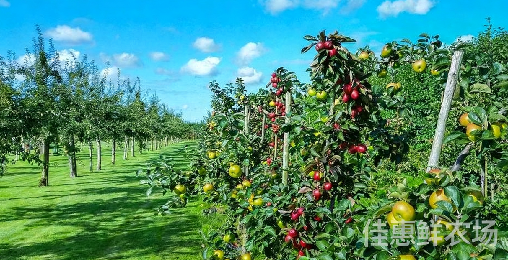送菜公司?與您探討老年人秋季養(yǎng)生應該吃哪些水果?
