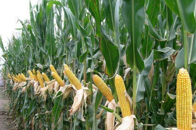 1760955851.jpg tupian_jidi18.jpg